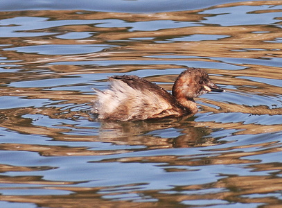 Lille Lappedykker (Tachybaptus ruficollis)