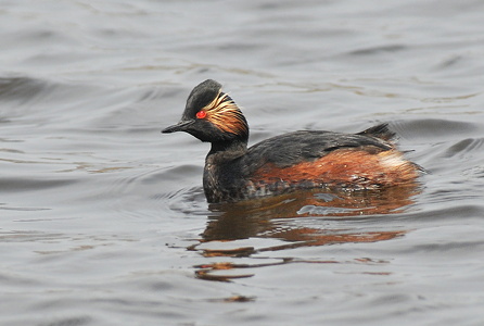 Sorthalset Lappedykker (Podiceps nigricollis)