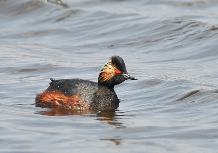 Sorthalset Lappedykker (Podiceps nigricollis)