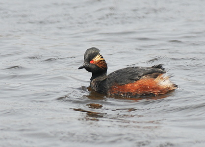 Sorthalset Lappedykker (Podiceps nigricollis)
