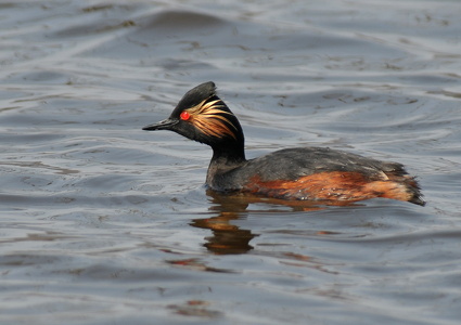 Sorthalset Lappedykker (Podiceps nigricollis)