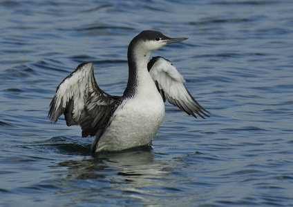 Rødstrubet Lom (Gavia stellata)
