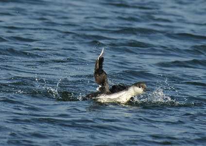 Rødstrubet Lom (Gavia stellata)