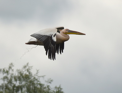 Hvid Pelikan (Pelecanus onocrotalus)