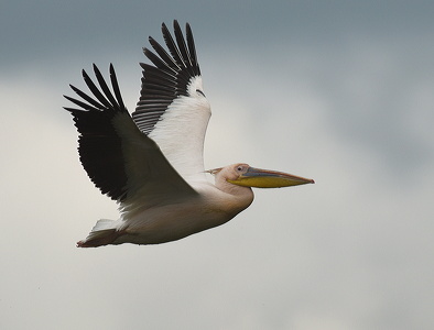 Hvid Pelikan (Pelecanus onocrotalus)