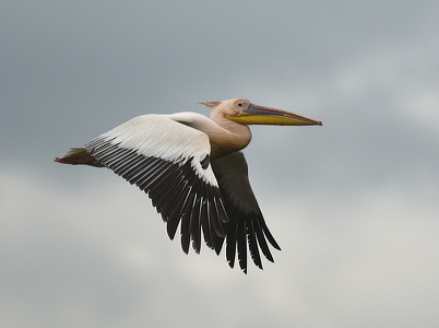 Hvid Pelikan (Pelecanus onocrotalus)
