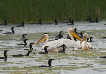 Hvid Pelikan (Pelecanus onocrotalus)