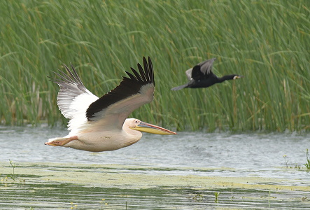 Hvid Pelikan (Pelecanus onocrotalus)