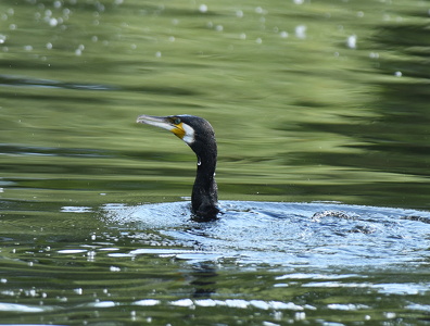 Skarv (Phalacrocorax carbo)