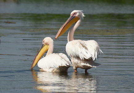 Hvid Pelikan (Pelecanus onocrotalus)