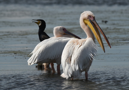 Hvid Pelikan (Pelecanus onocrotalus)