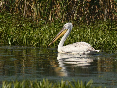 Krøltoppet pelikan (Pelecanus crispus)