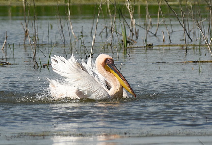 Hvid Pelikan (Pelecanus onocrotalus)
