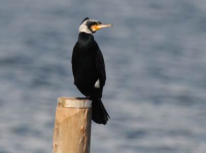 Skarv (Phalacrocorax carbo)