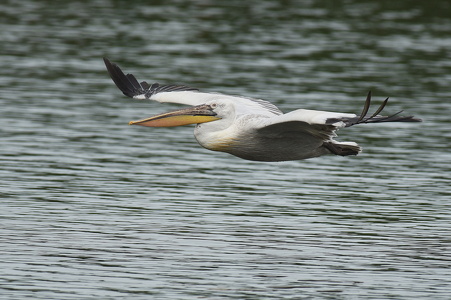 Krøltoppet pelikan (Pelecanus crispus)
