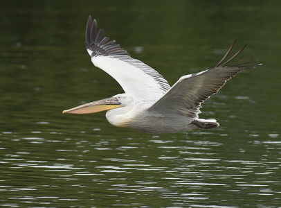 Krøltoppet pelikan (Pelecanus crispus)