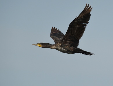 Skarv (Phalacrocorax carbo)