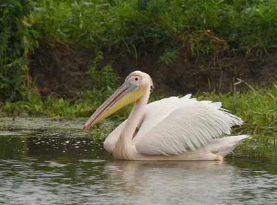 Hvid Pelikan (Pelecanus onocrotalus)