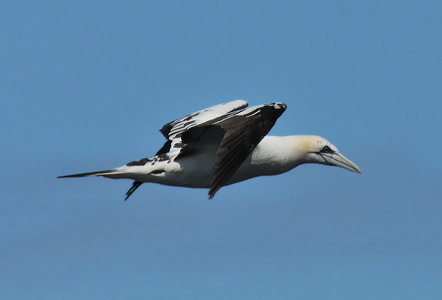 Sule (Morus bassanus)