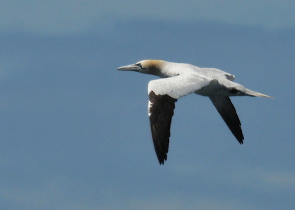 Sule (Morus bassanus)