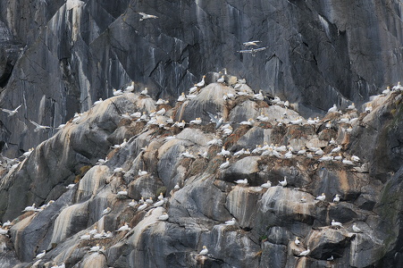 Sule (Morus bassanus)