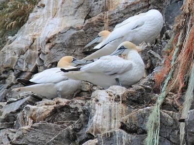 Sule (Morus bassanus)