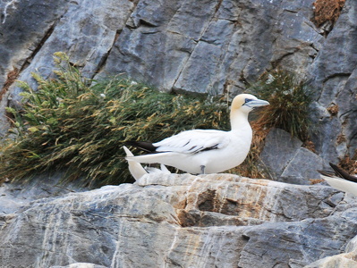 Sule (Morus bassanus)