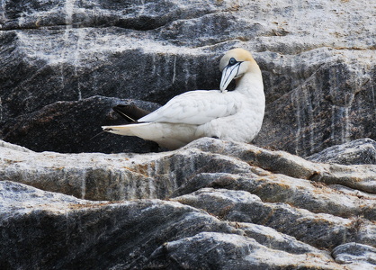 Sule (Morus bassanus)