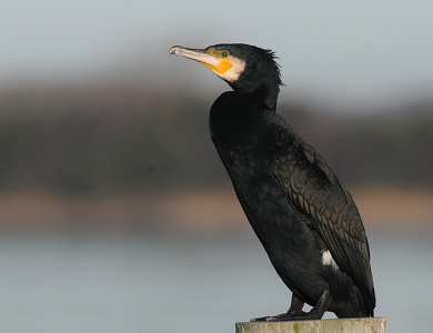 Skarv (Phalacrocorax carbo)