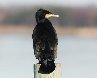 Skarv (Phalacrocorax carbo)