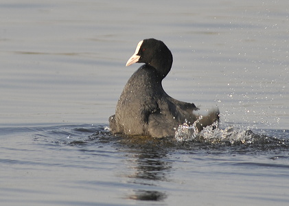 Blishøne (Fulica atra)