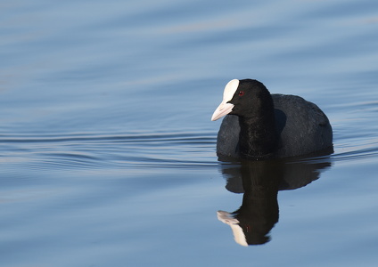 Blishøne (Fulica atra)