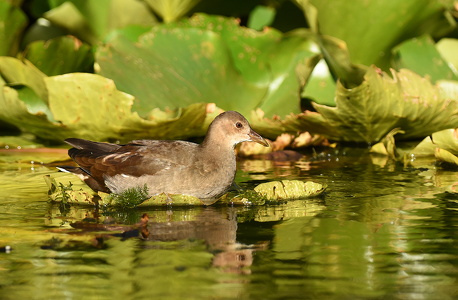 Grønbenet rørhøne (Gallinula chloropus)