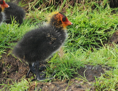Blishøne (Fulica atra)