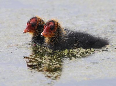 Blishøne (Fulica atra)