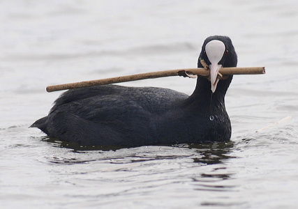 Blishøne (Fulica atra)