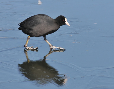 Blishøne (Fulica atra)
