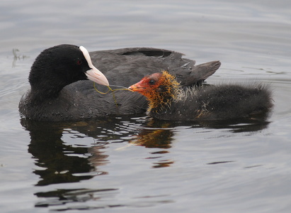 Blishøne (Fulica atra)