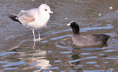 Blishøne (Fulica atra) og Måge