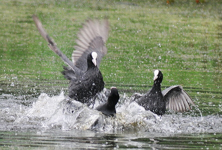 Blishøne (Fulica atra)
