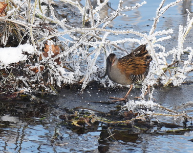 Vandrikse (Rallus aquaticus) 