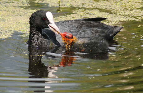 Blishøne (Fulica atra)