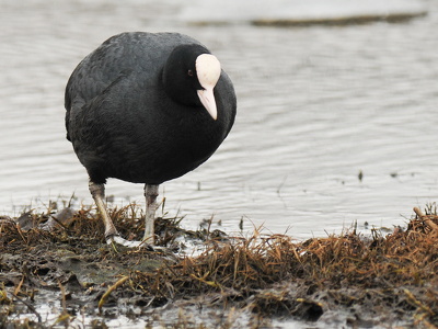 Blishøne (Fulica atra)