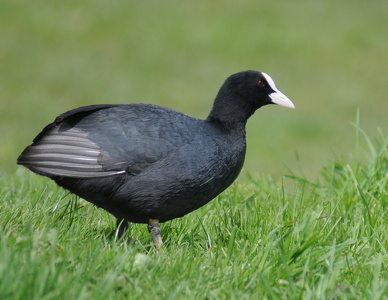 Blishøne (Fulica atra)