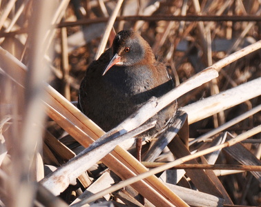 Vandrikse (Rallus aquaticus)