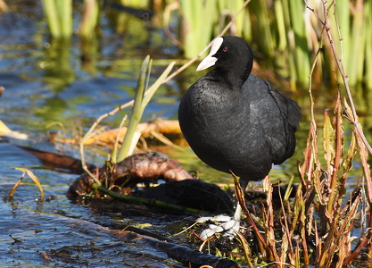 Blishøne (Fulica atra)