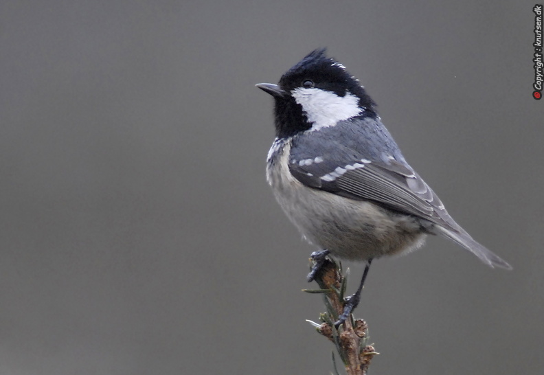 _DSC0044 Sortmejse (Periparus ater).JPG
