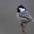 Sortmejse (Periparus ater)