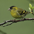 Grønsisken (Carduelis spinus)