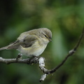 Gransanger (Phylloscopus collybita)